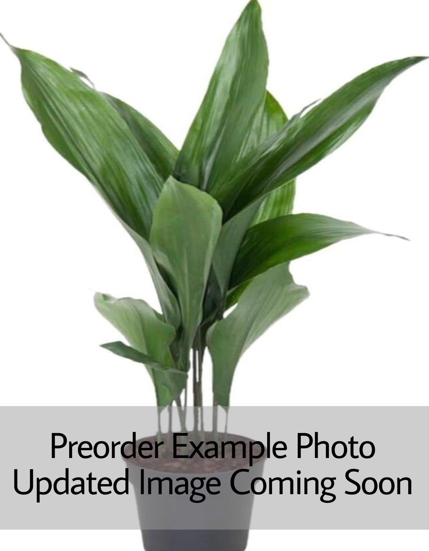 Aspidistra ‘Cast Iron Plant’