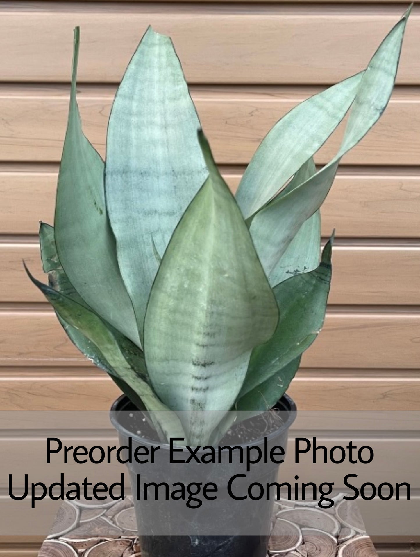 Sansevieria ‘Moonshine' (Snake Plant)