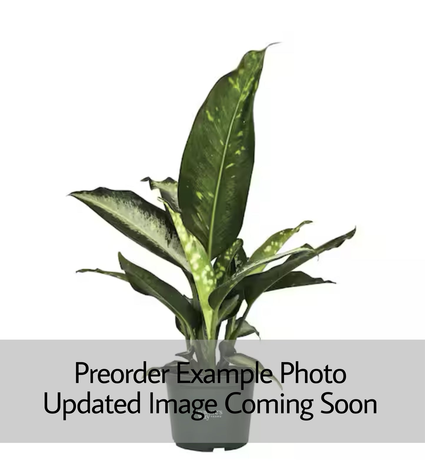 Dieffenbachia ‘Panther’