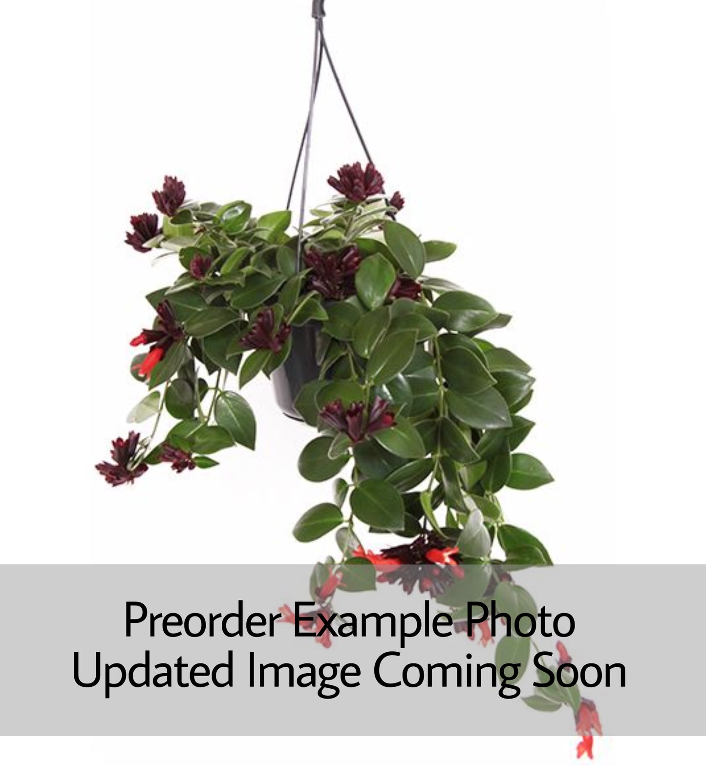 Lipstick Plant ‘Mona Lisa’ Hanging Basket