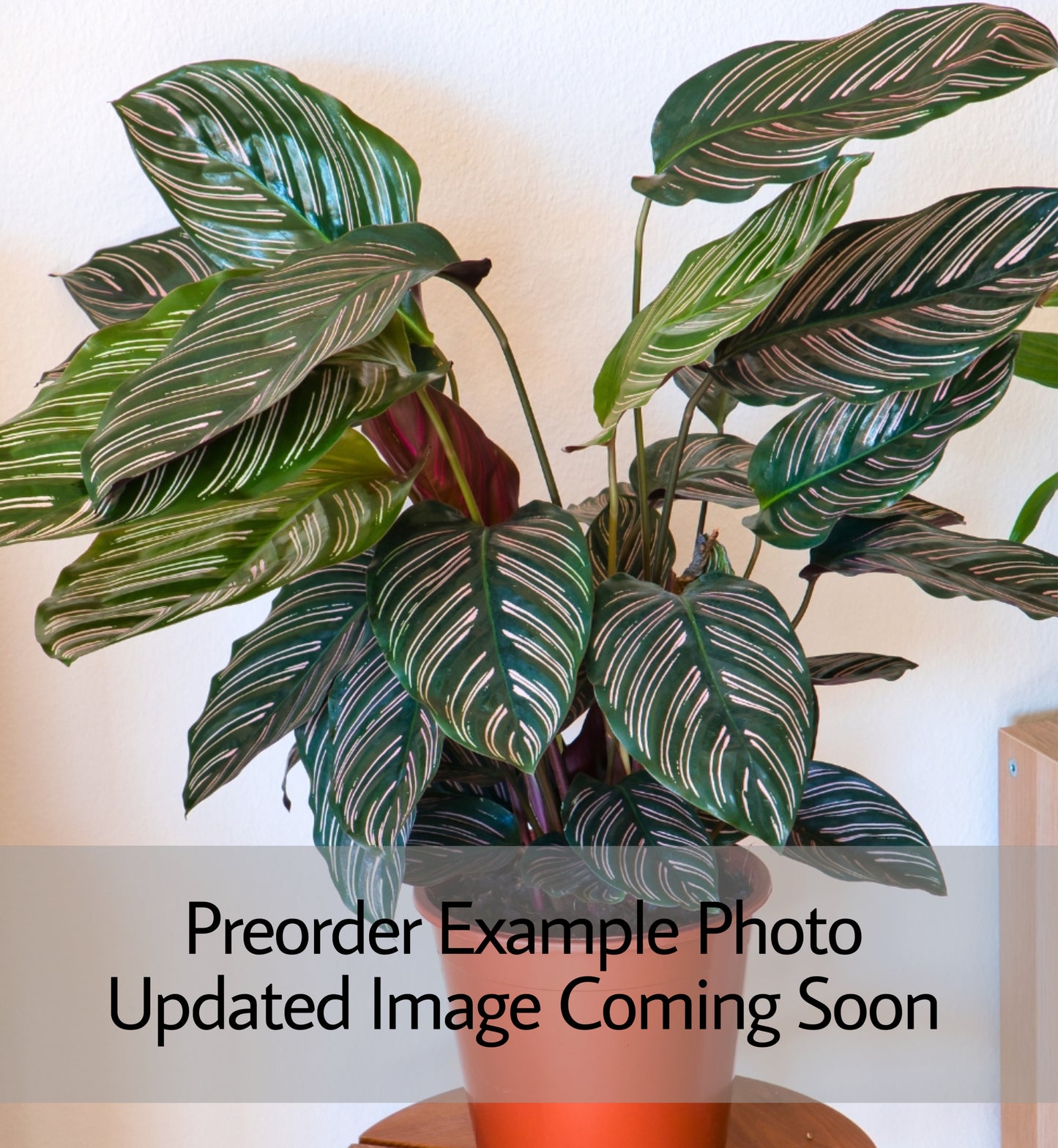Calathea Ornata ‘Pinstripe Plant’