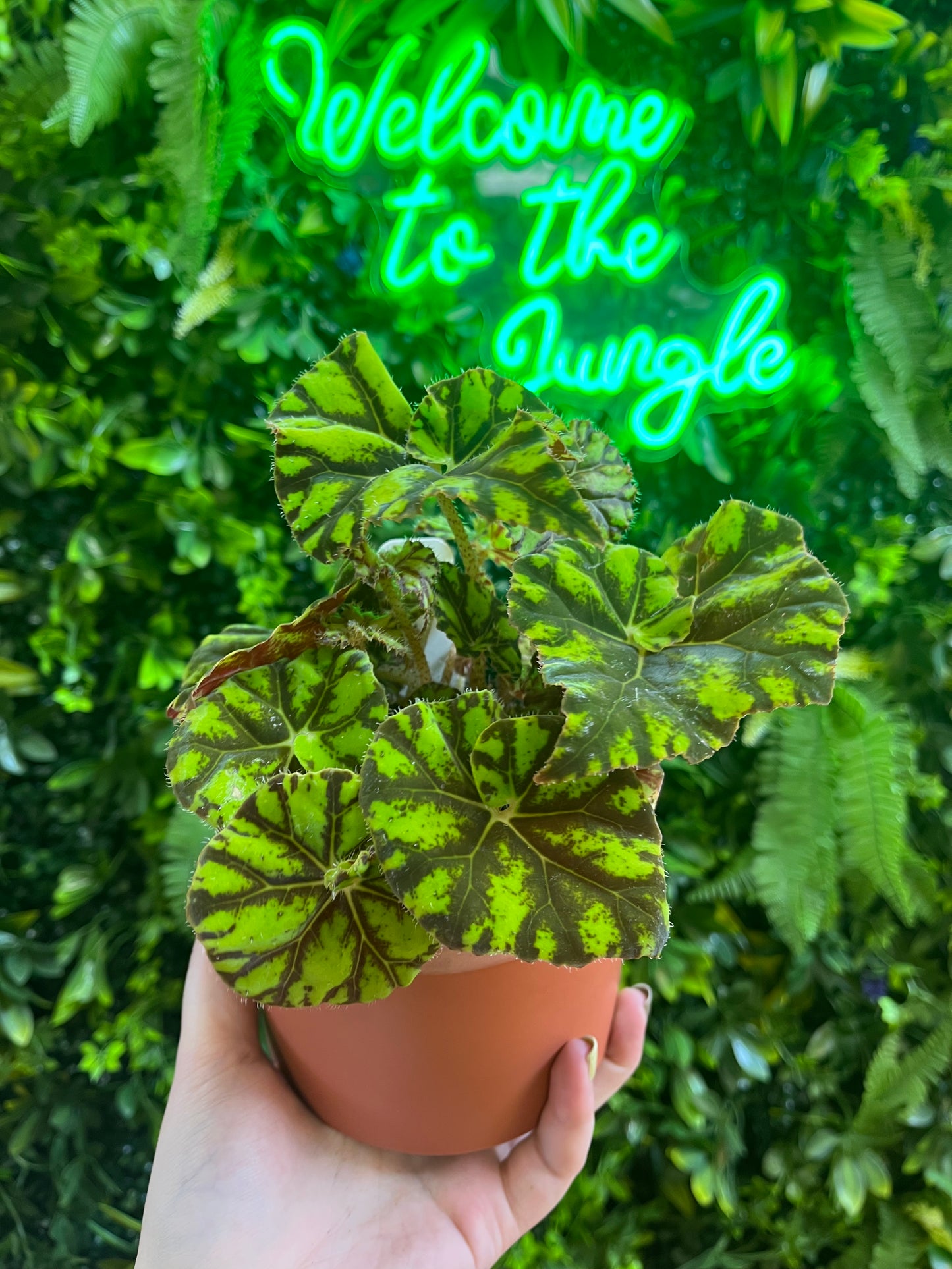 4" Begonia Assorted