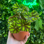 4" Begonia Assorted