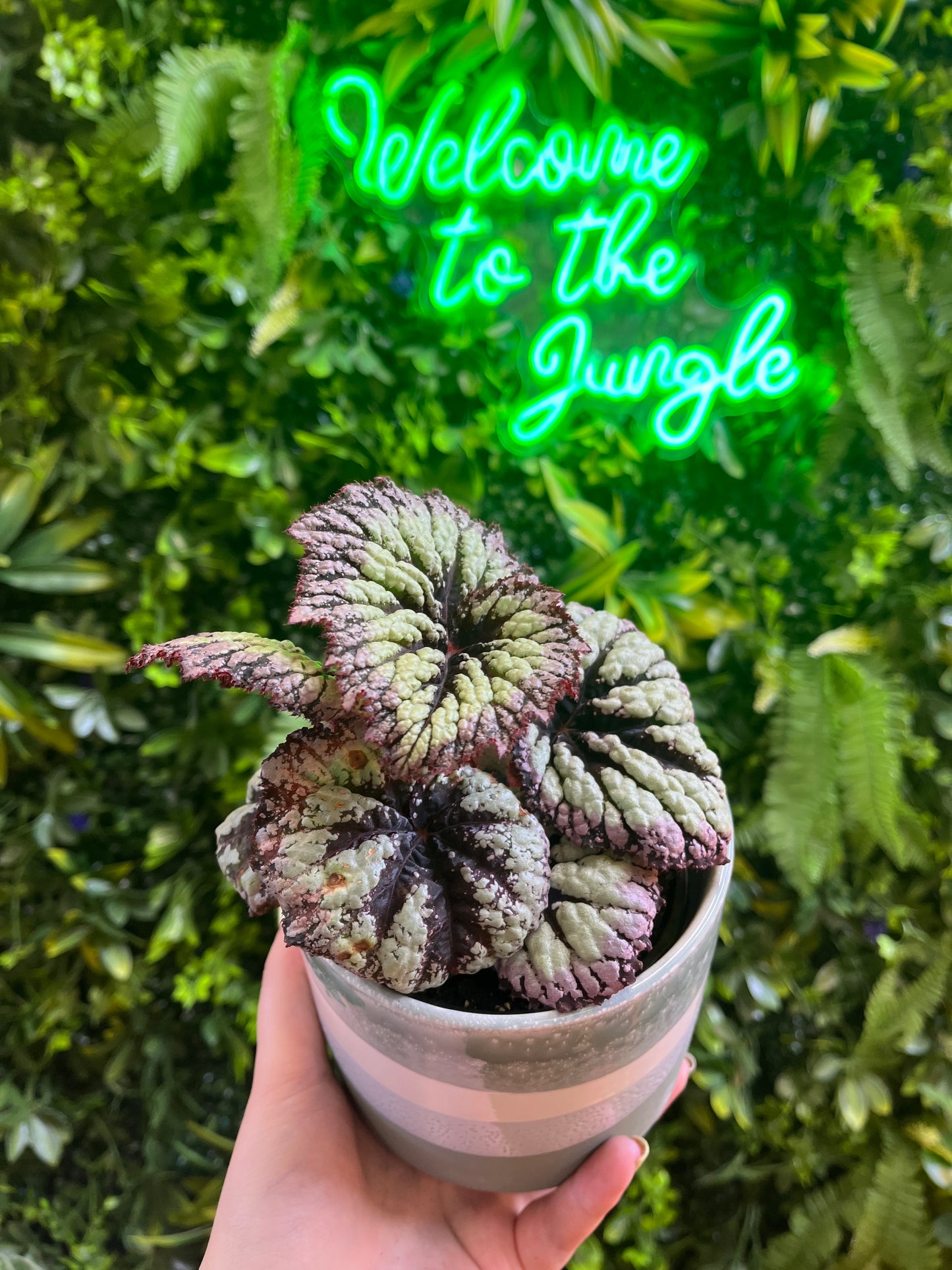 4" Begonia Assorted