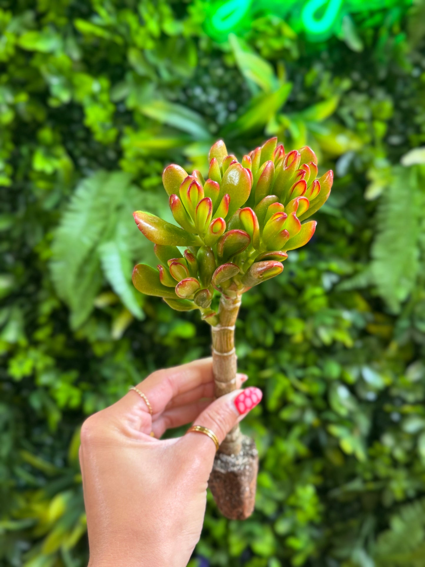 Crassula ovata 'Gollum' (Finger Jade)