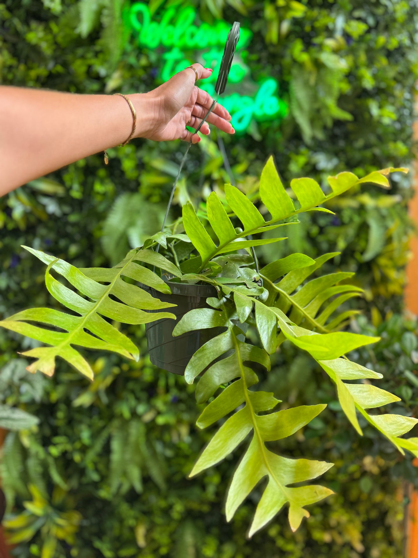8” Shark Tooth Hanging Basket