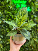 Homalomena ‘Camouflage’