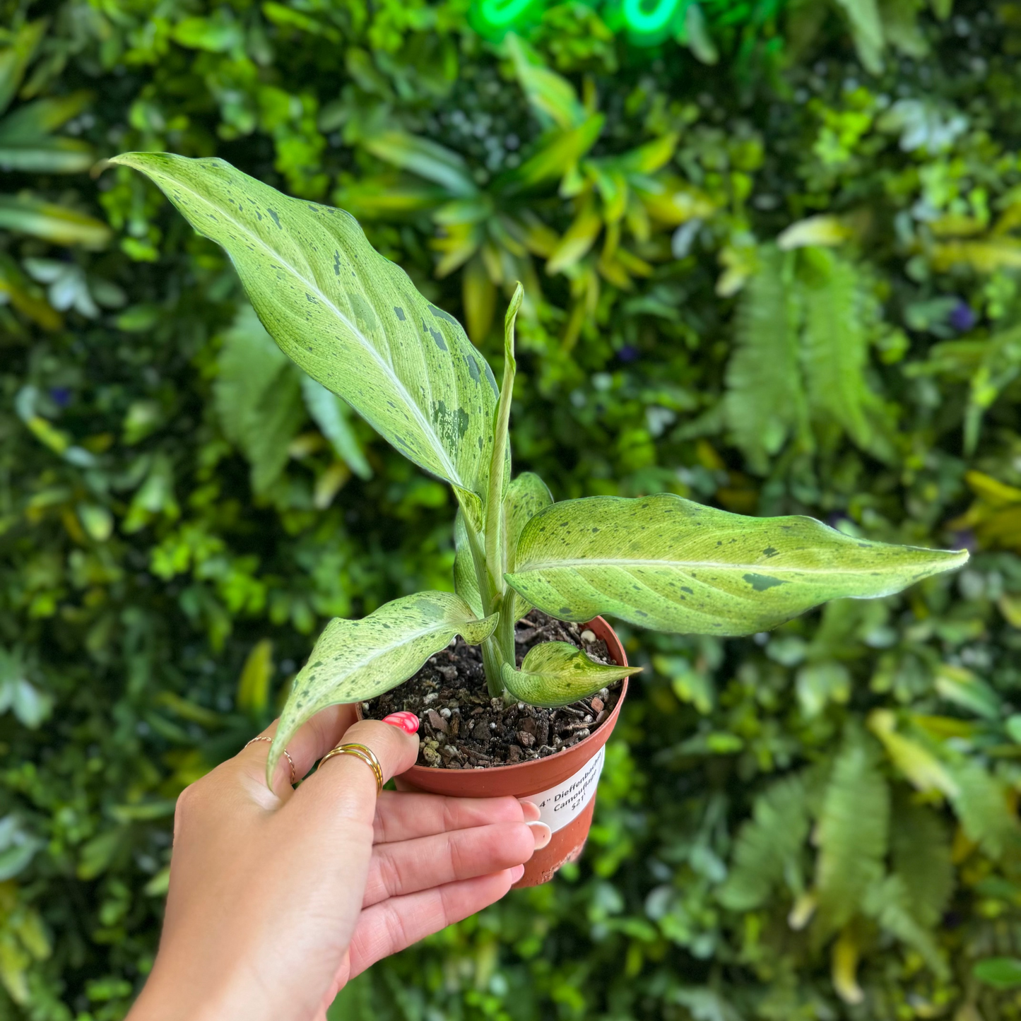 Hand holding a small potted plant in front of a green neon sign with 'Welcome to the Jungle' text.