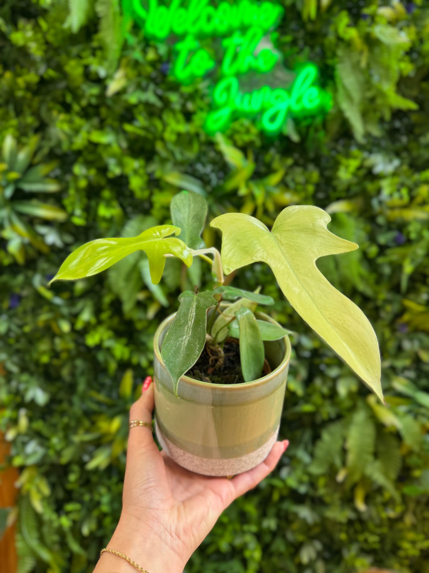 4" Philodendron Florida Ghost