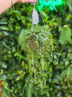 String of Turtles (Peperomia prostrata)