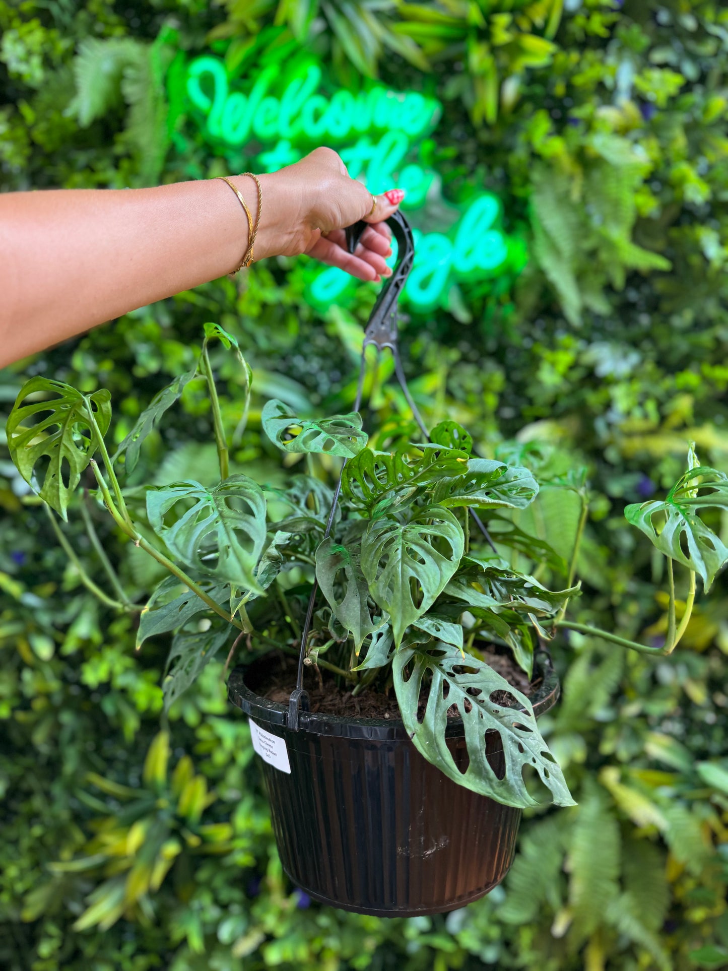 Philodendron Swiss Cheese Hanging Basket