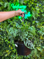 Philodendron Swiss Cheese Hanging Basket