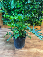Philodendron Lickety Split
