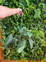 Epipremnum Pinnatum Albo (Dragon Tail Pothos)