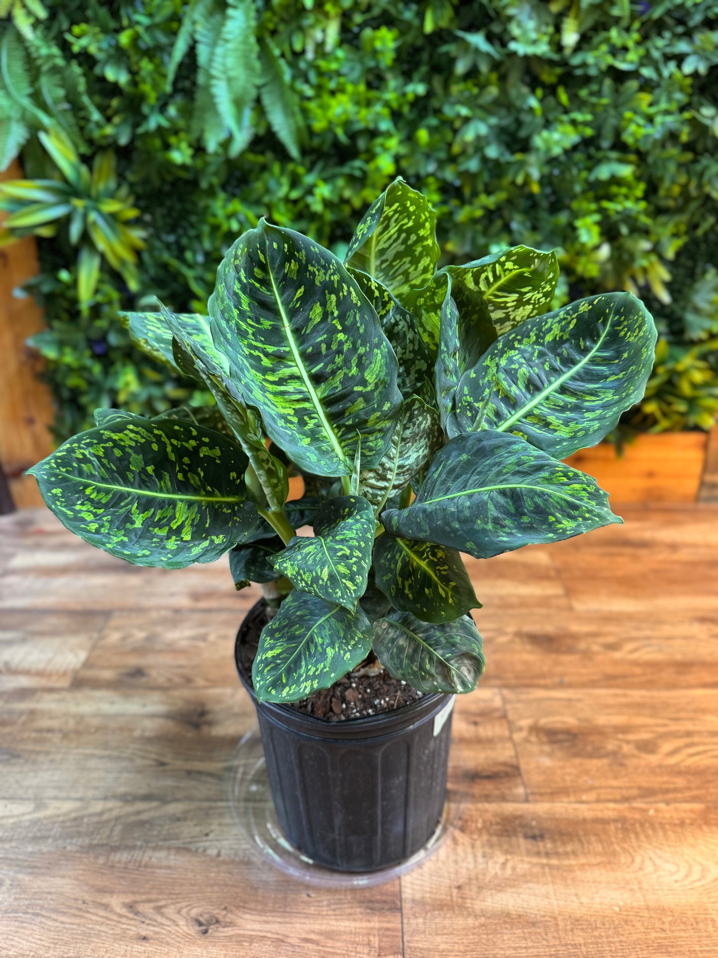 Dieffenbachia Reflector