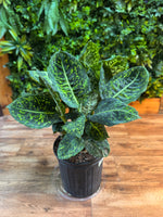 Dieffenbachia Reflector