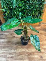 Philodendron Burle Marx Low Variegation