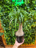 Palm Ponytail Guatemalensis Multi Head