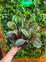 Maranta Red "Prayer Plant"