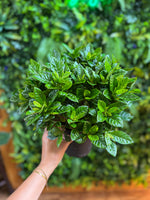 Gardenia Veitchii Bush