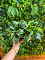 Dracaena Tornado 2PPP