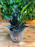 ZZ 'Black Raven' (Zamioculcas zamiifolia)
