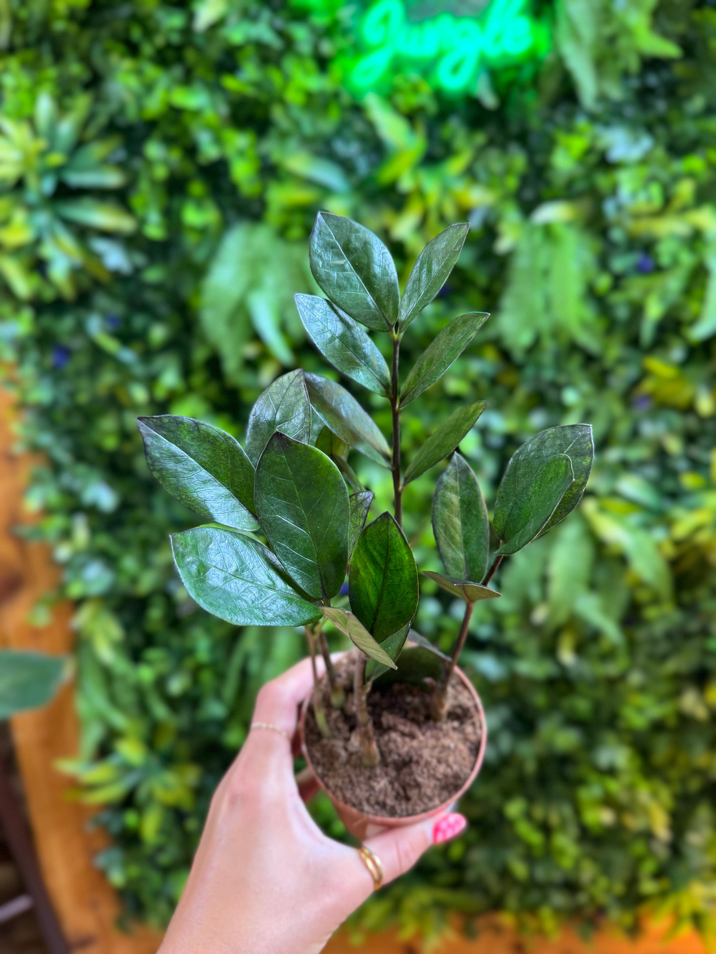 ZZ 'Black Raven' (Zamioculcas zamiifolia)