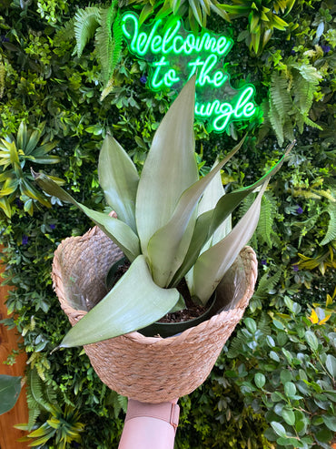 Seagrass Wicker Planter