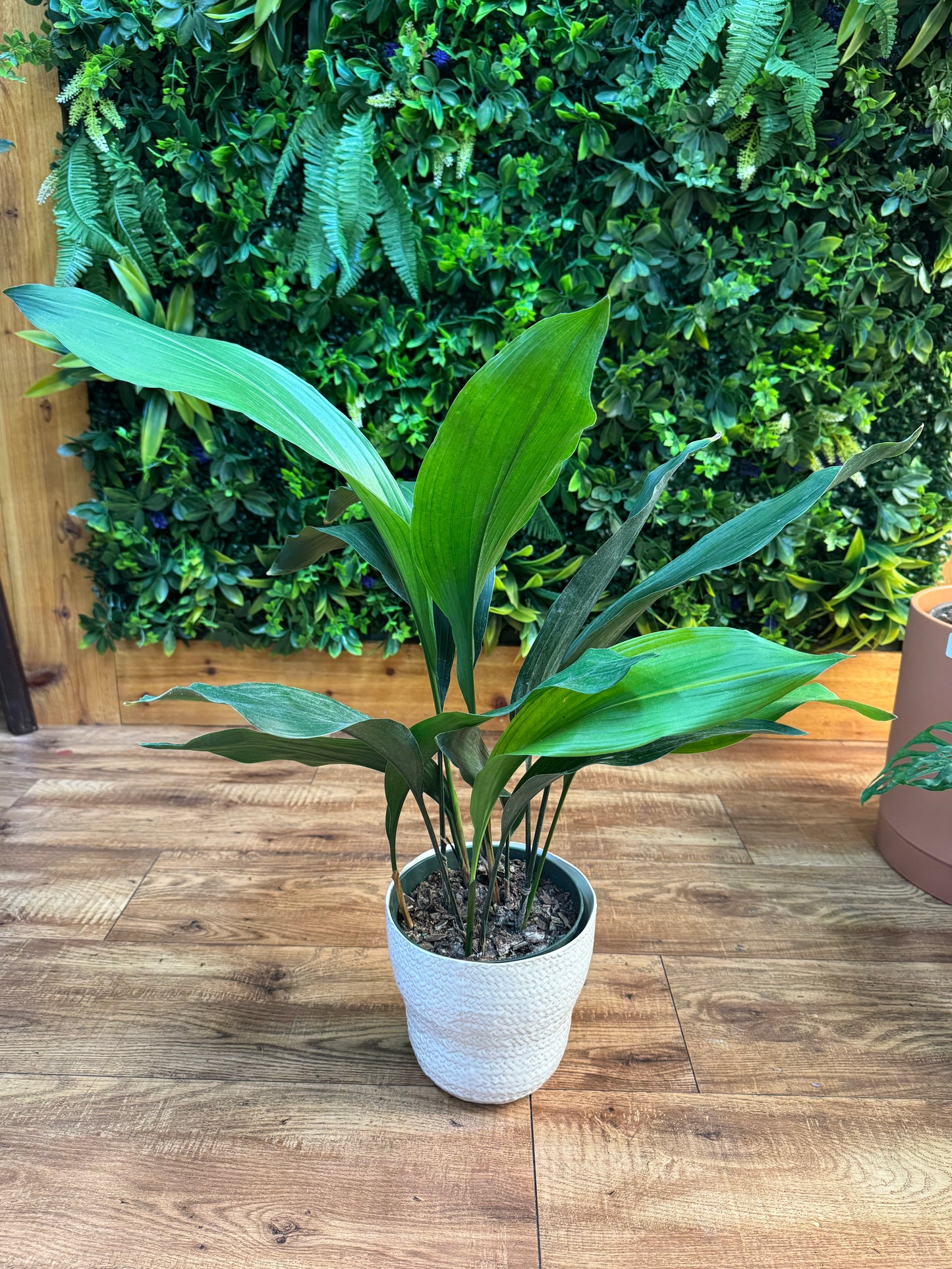 Aspidistra ‘Cast Iron Plant’