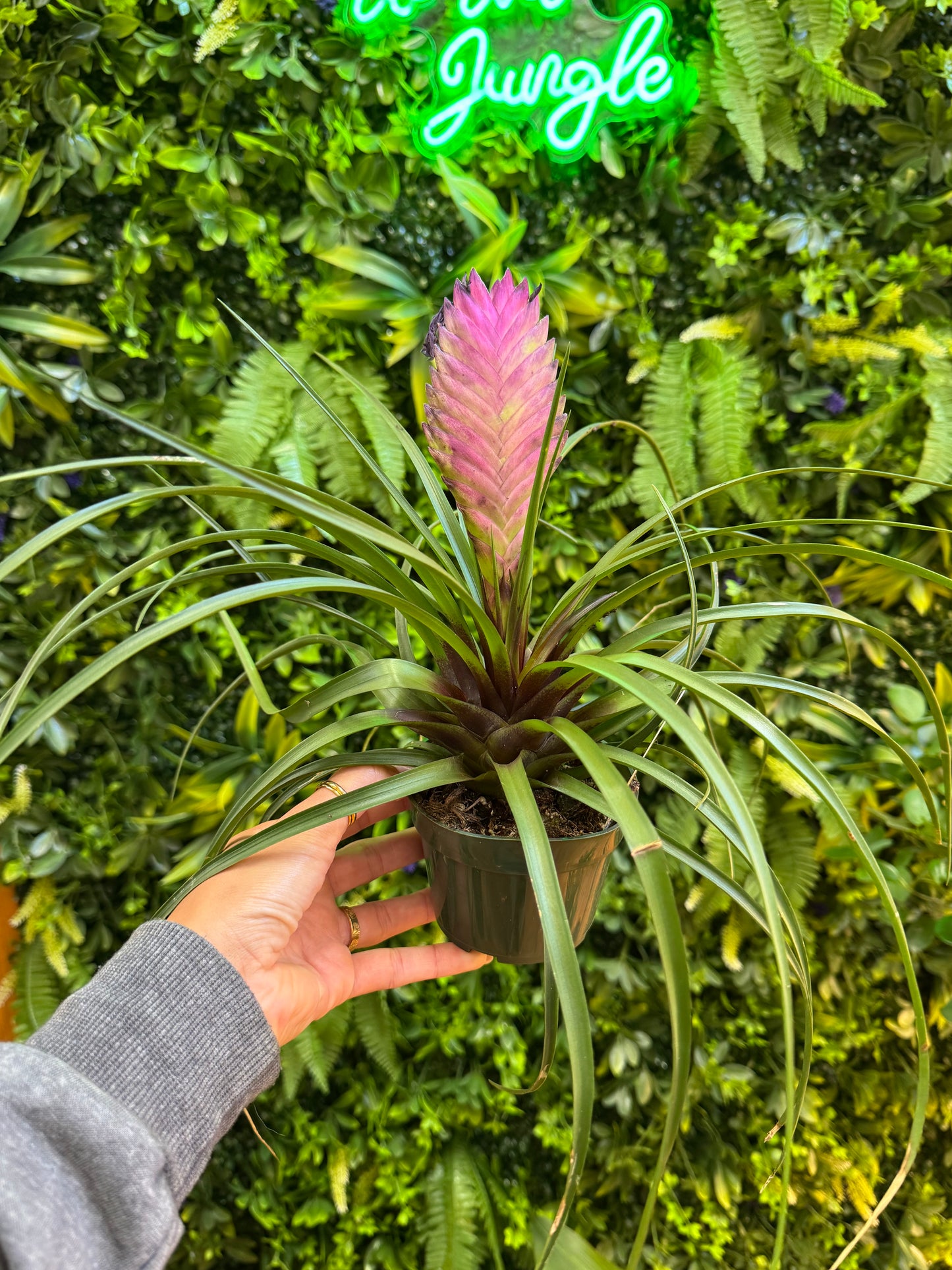 Bromeliad Tillandsia Cyanea (Pink Quill)