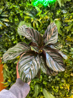 Calathea Ornata ‘Pinstripe Plant’