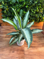 Dieffenbachia ‘Panther’