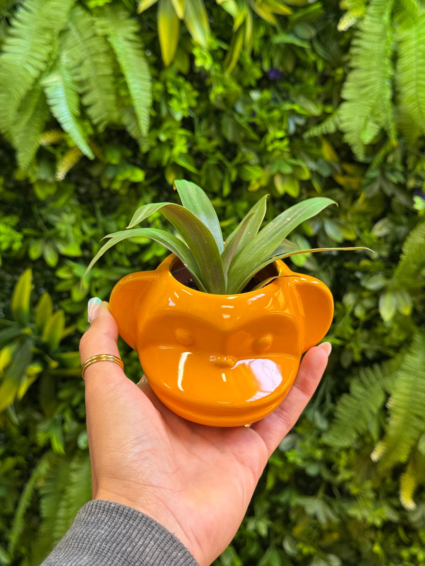 Funky Monkey Pot
