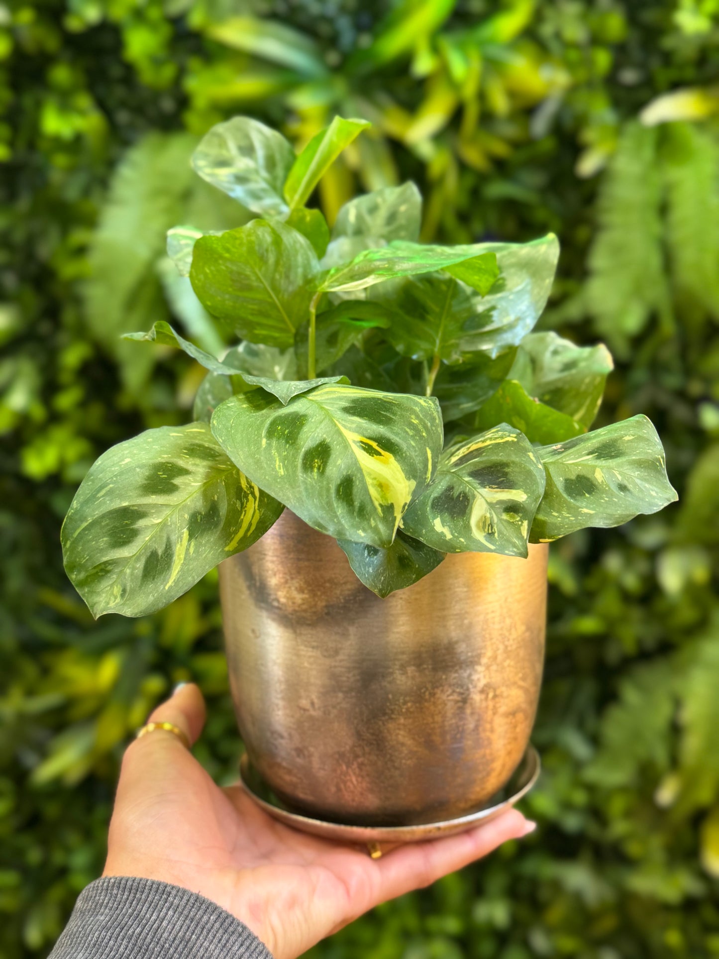 Joe Metal Pot