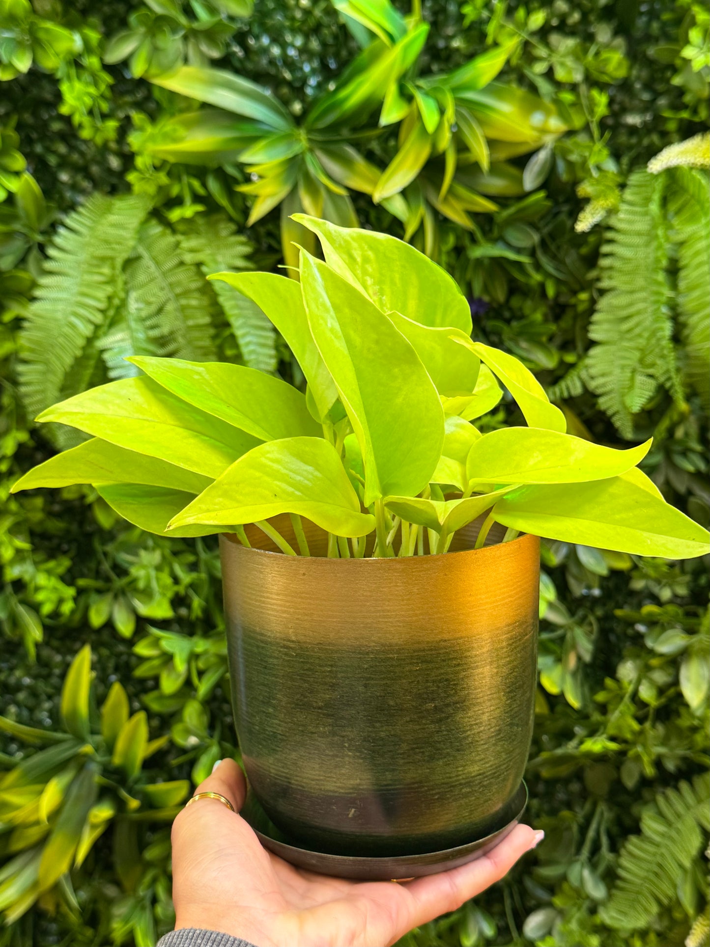 Joe Metal Pot