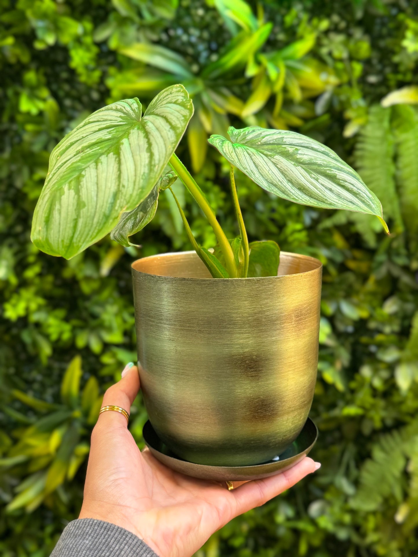 Joe Metal Pot