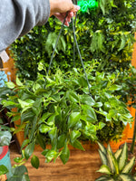 Lipstick Plant ‘Mona Lisa’ Hanging Basket