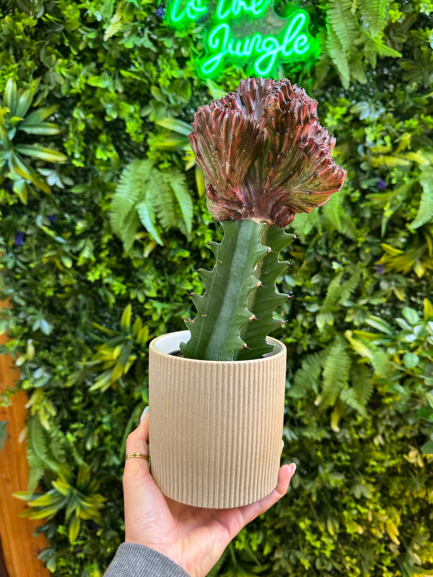 Morrigan Pot