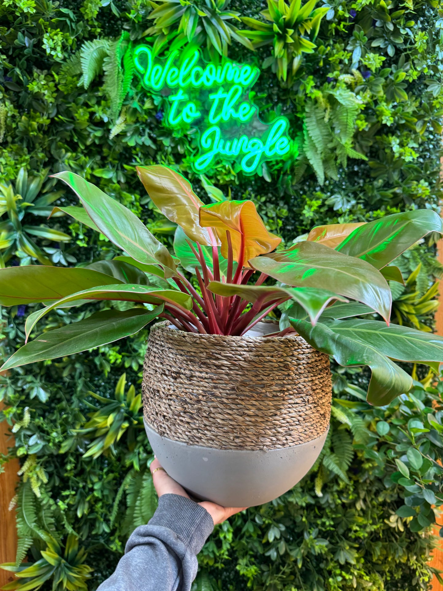Reed Pot