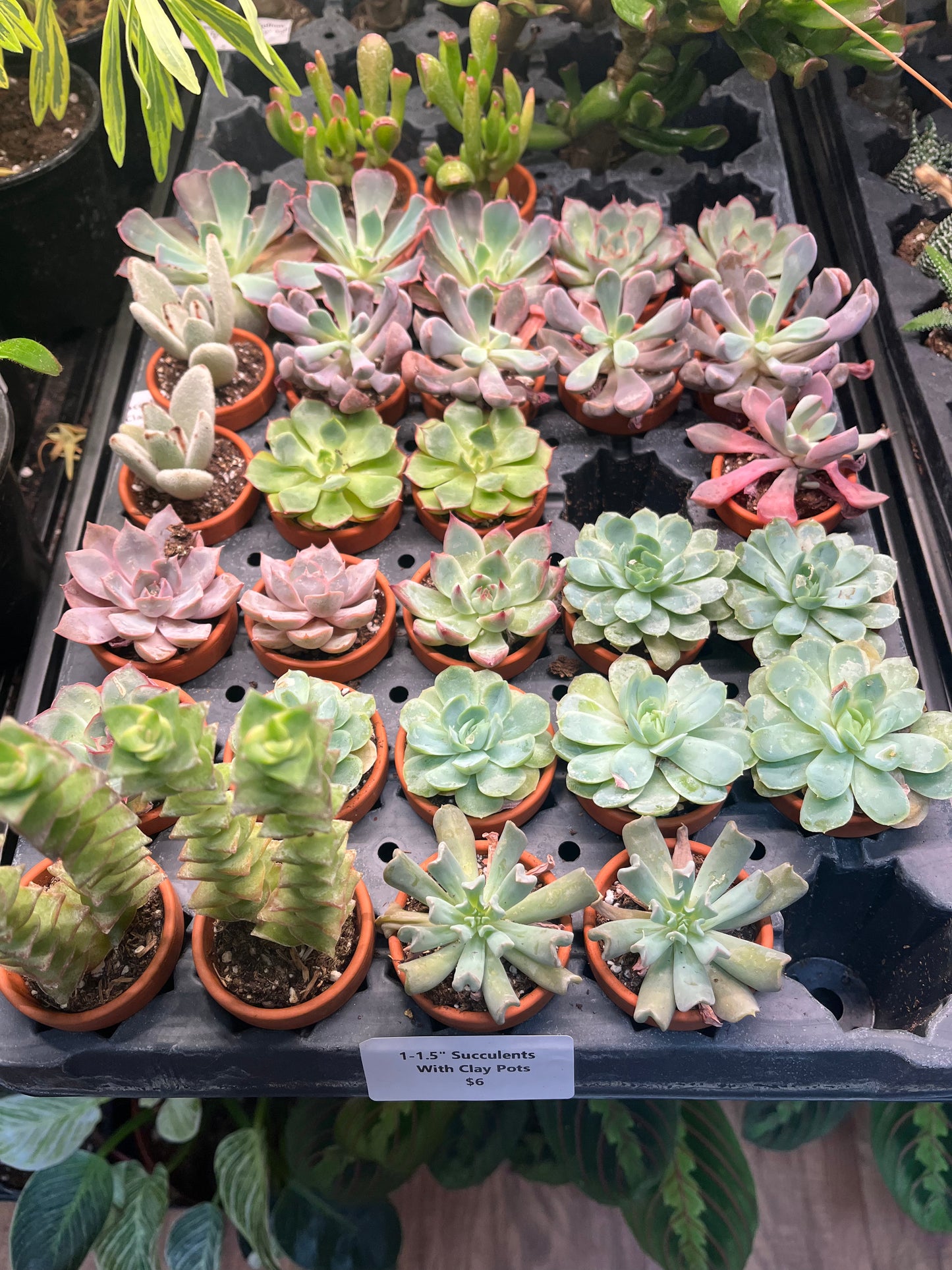 Succulent - 1.5" with Clay Pots