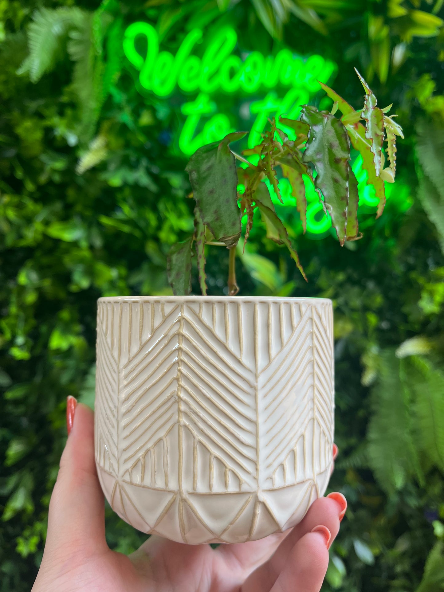 Whitcomb Pot