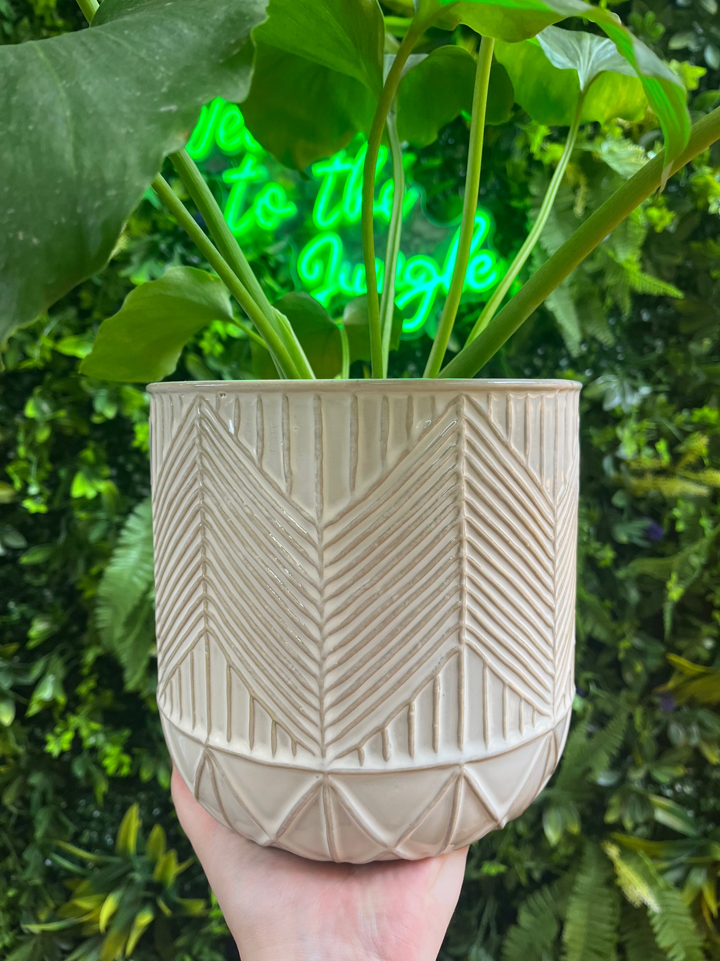 Whitcomb Pot