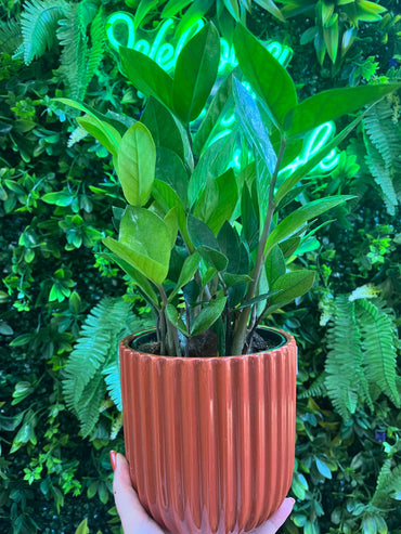 ZZ ‘Chameleon’ (Zamioculcas zamiifolia)