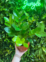 ZZ ‘Chameleon’ (Zamioculcas zamiifolia)