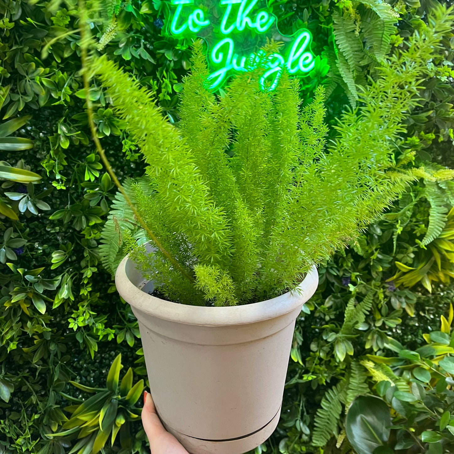 Meyerii Fern (Foxtail Fern)