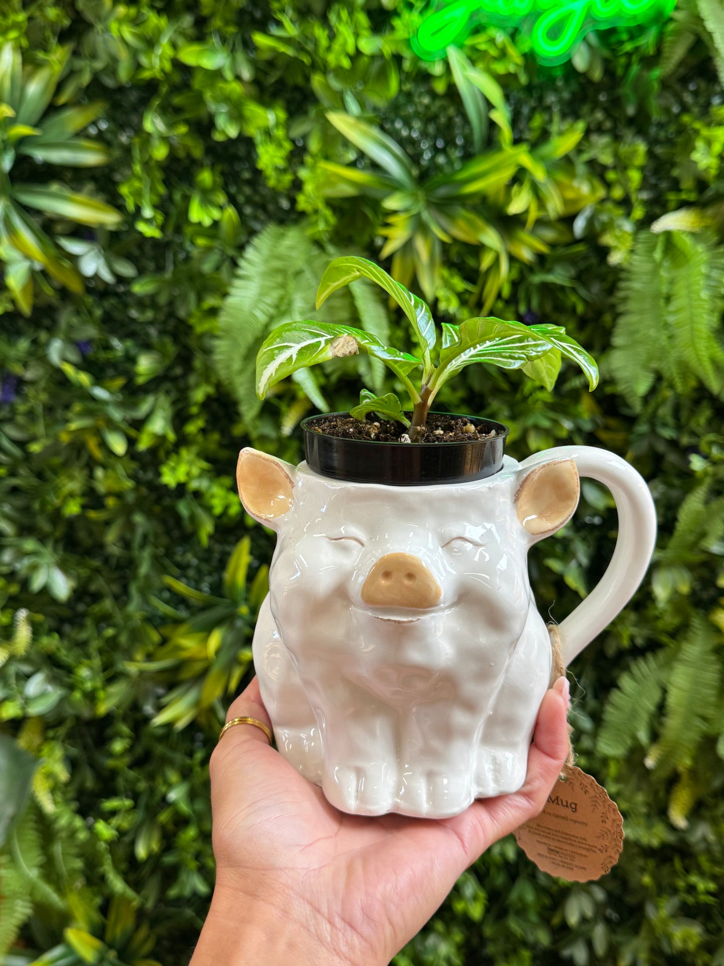 Medium White Pig Mug Pot