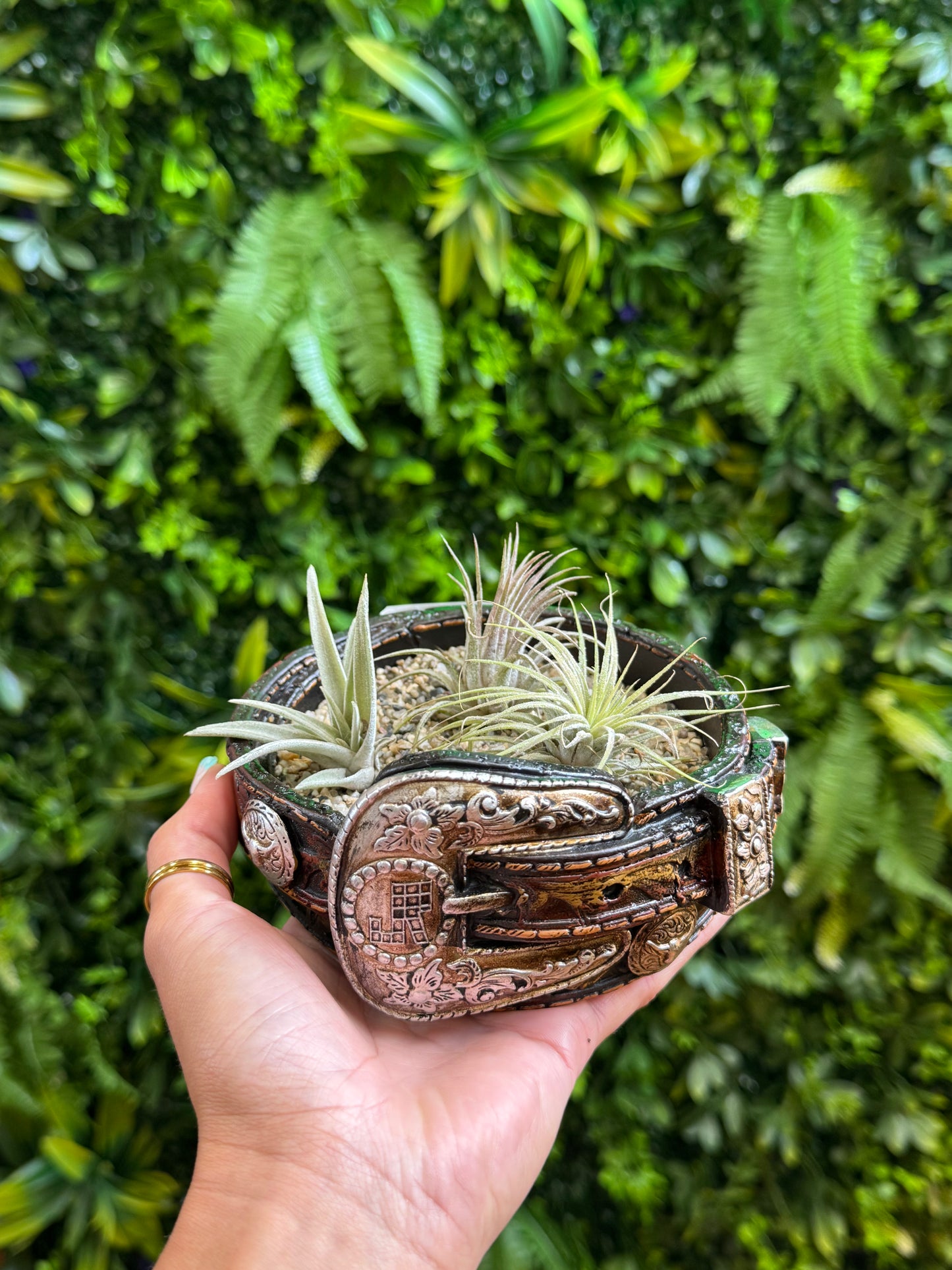 Belt Buckle Air Plant Holder- includes sand
