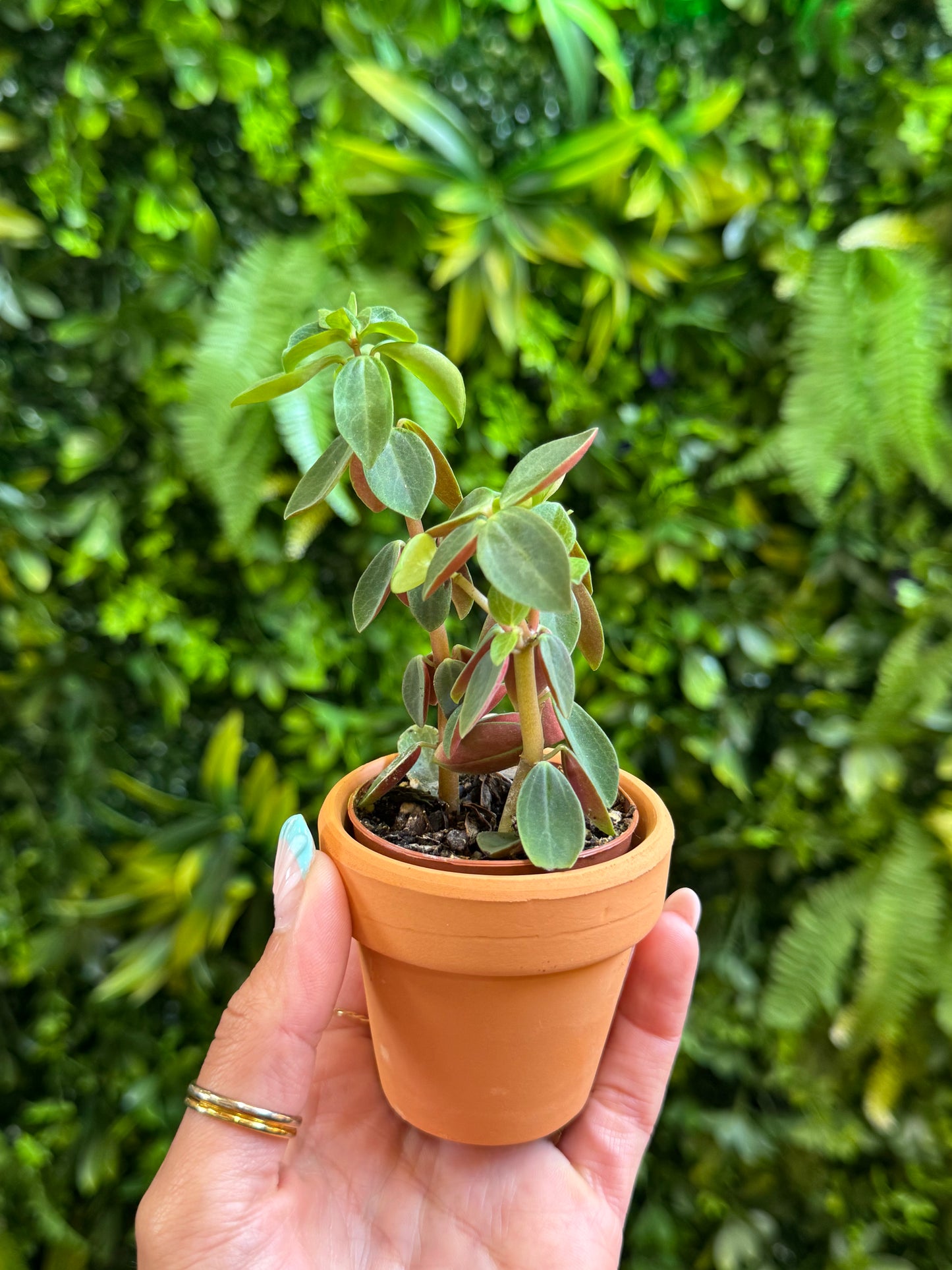 Mini Terra Cotta Pot