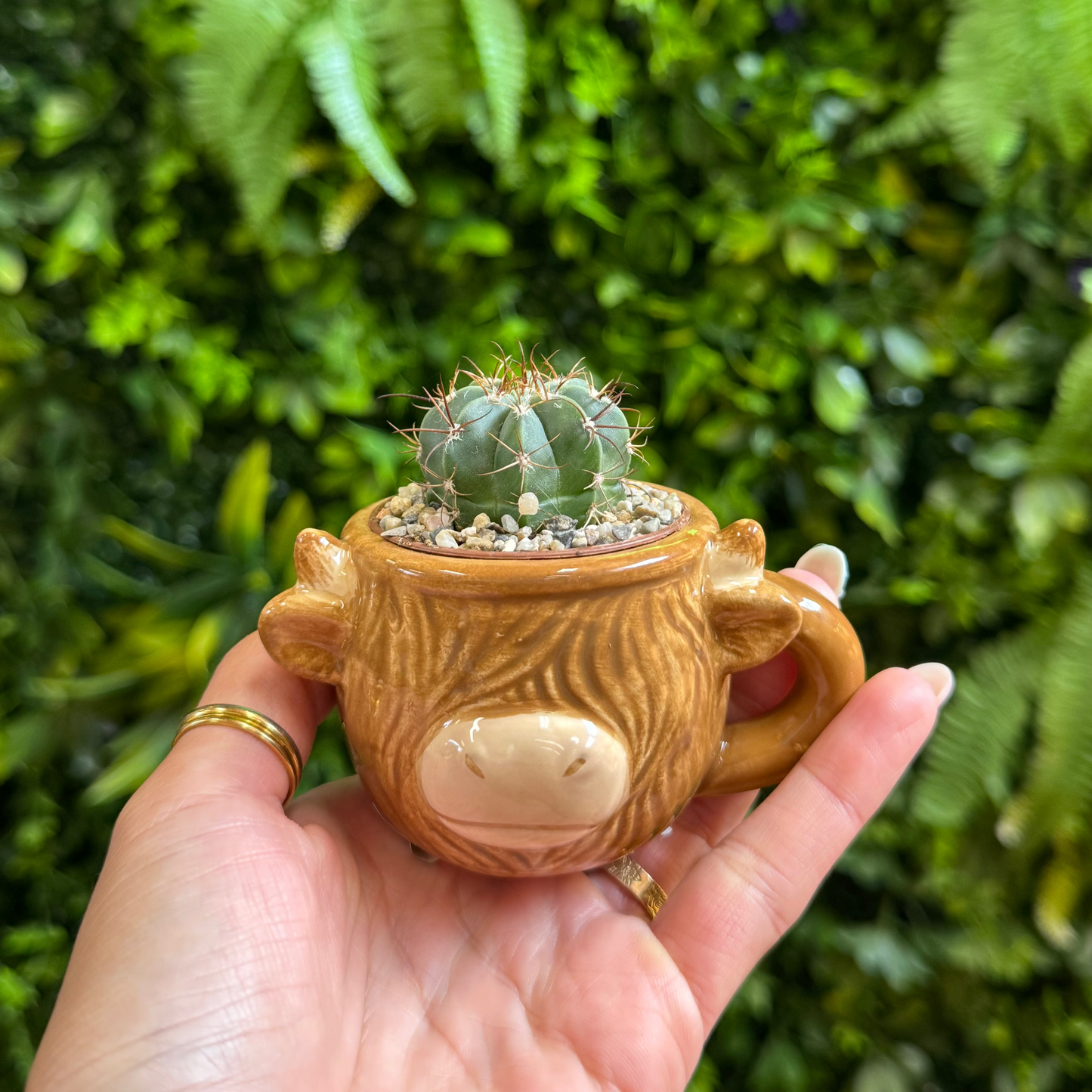 Highland Cow Mug