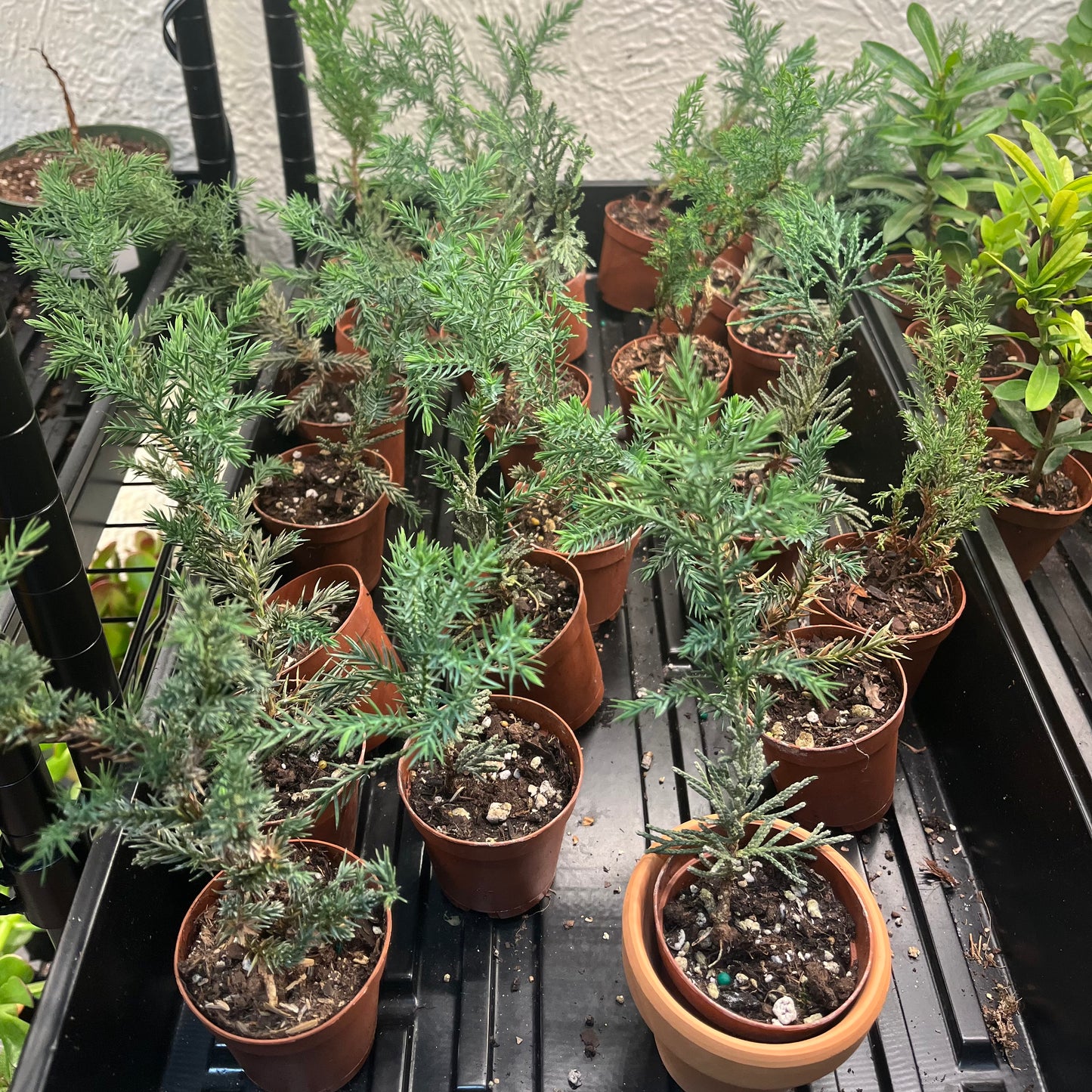 2” Bonsai Assorted